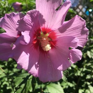 50+ Seeds Rose of Sharon
